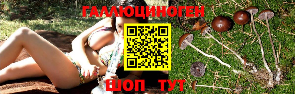 Тында  Псилоцибиновые грибы MAGIC MUSHROOMS  где купить   Вход с VPN 
